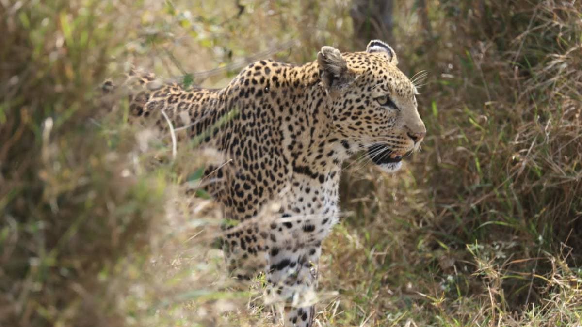 Full Day Kruger Safari — photo 2