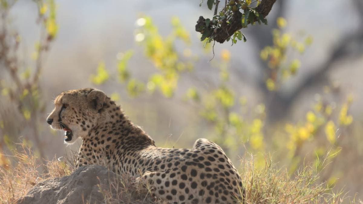 Full Day Kruger Safari — photo 3