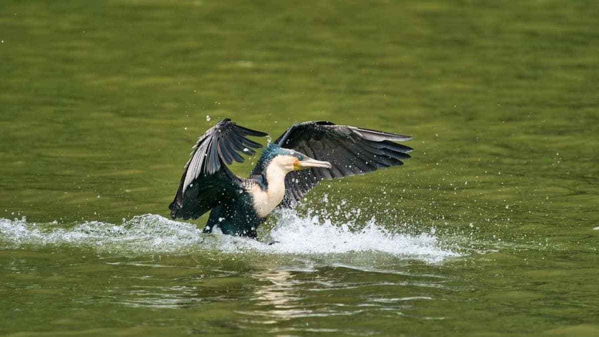 90 Minutes Blyde River Canyon Boat Cruise — photo 11