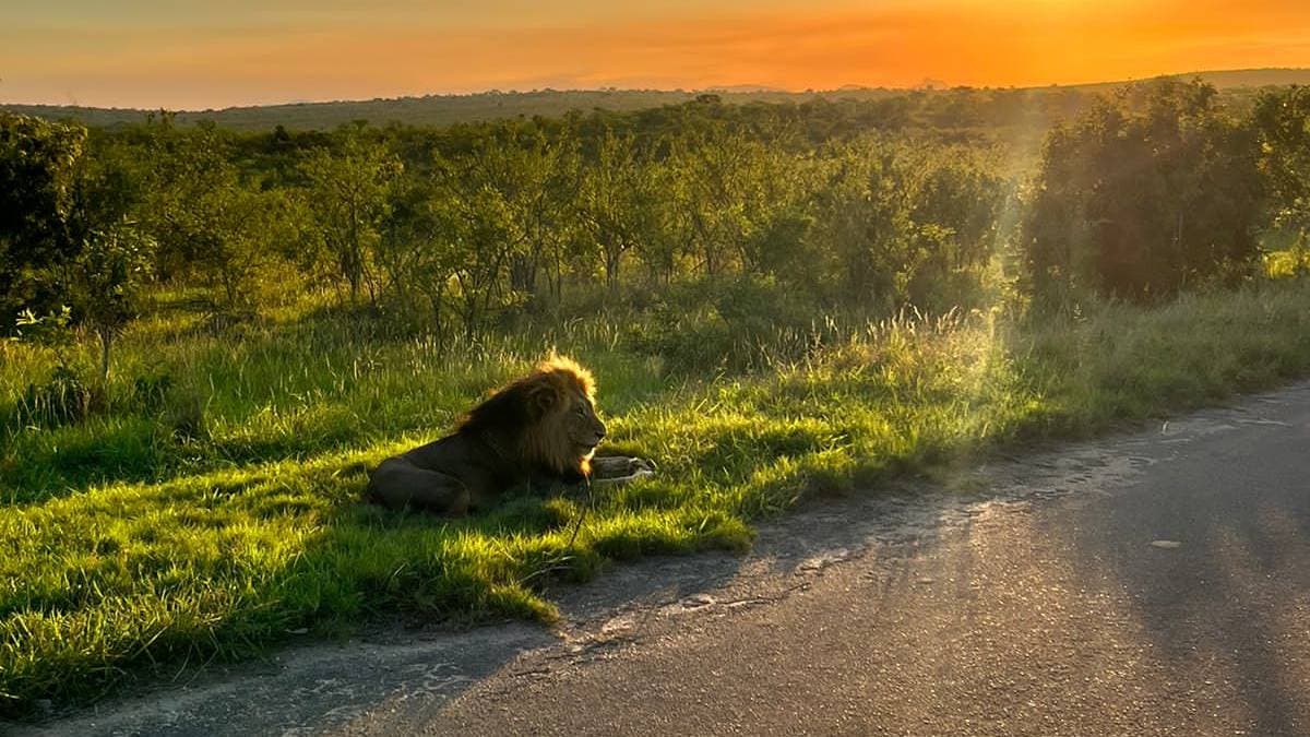 Half Day Kruger Safari