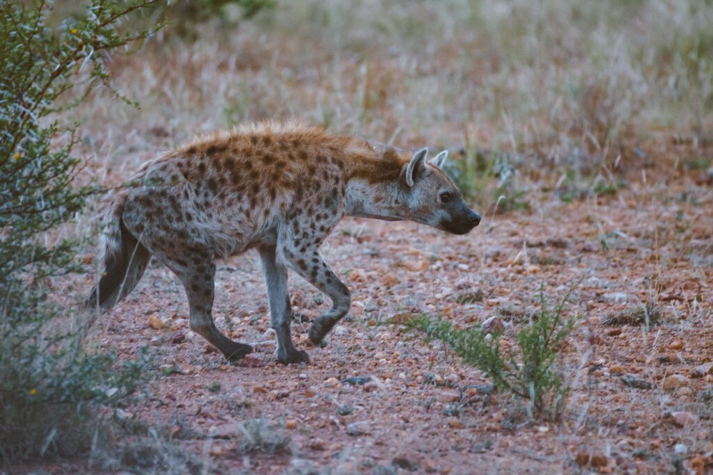 Hyena Kruger National Park