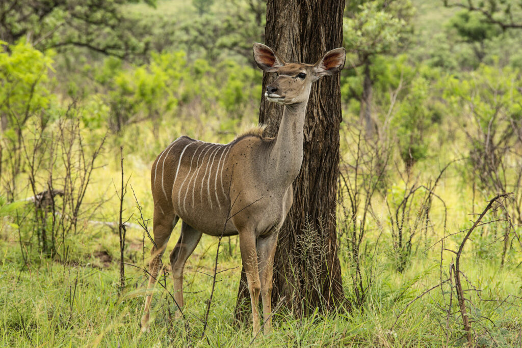 Kudu Kruger National Park