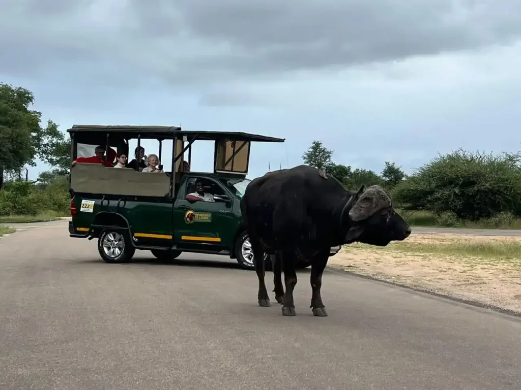 Open Vehicle Game Drives
